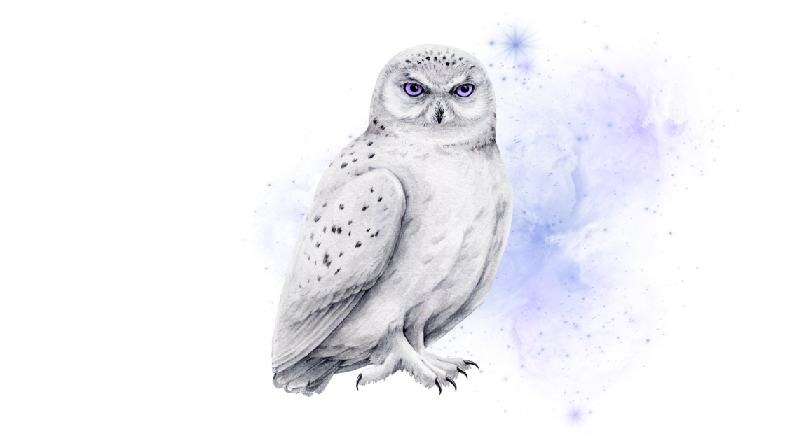 Cosmic Owl