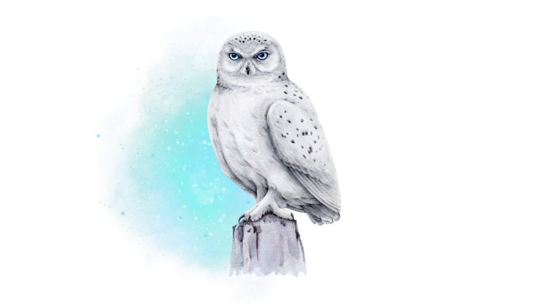 Cosmic Owl